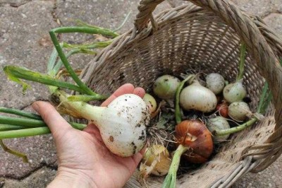 Récolte d'oignon patate "green mountain"
