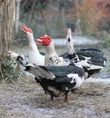 "On est contents d'être heureux"