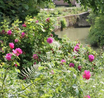 rosier-rosa-2021.jpg (118 Kio) Vu 27554 fois Rosier au bord de l'eau