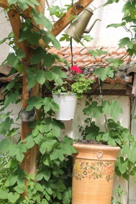 houblon.jpg (68.54 Kio) Vu 27554 fois Le houblon