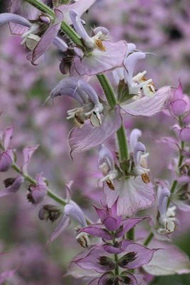 sauge-sclaree-2.jpg (37.52 Kio) Vu 27554 fois Sauge sclarée détail des fleurs