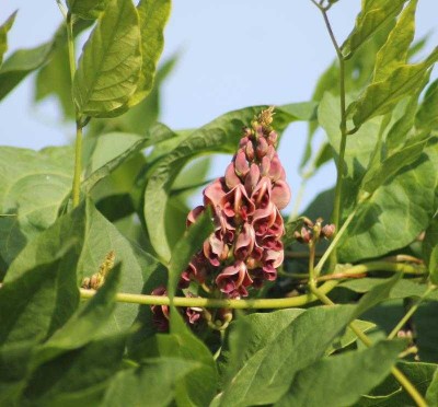 glycine-tubereuse-01.jpg (52.39 Kio) Vu 20247 fois Fleur de glycine tubéreuse