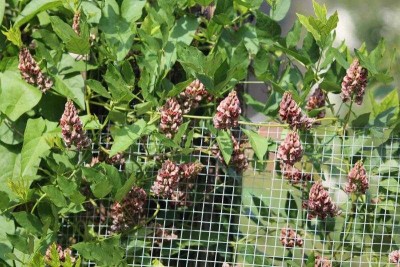 glycine-tubereuse-02.jpg (80.61 Kio) Vu 19336 fois Glycine tubéreuse