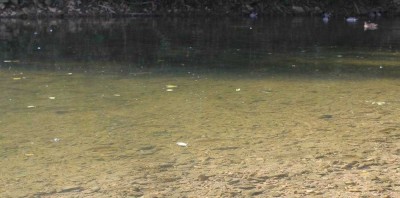 Des canards et des poissons