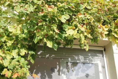 chasselas-dore-2021.jpg (81.83 Kio) Vu 27326 fois Chasselas doré