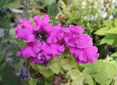petunia.jpg (44.05 Kio) Vu 27326 fois Petunia