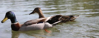 Des canards "sauvages"